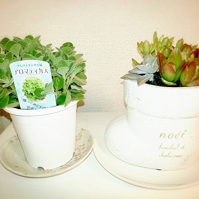 cokiaさんの実例写真
