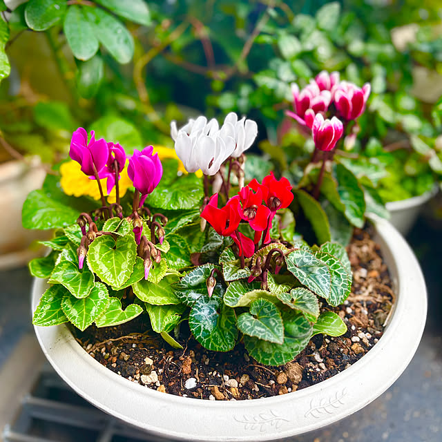 tututu0204さんの実例写真