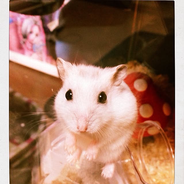 M-kaさんの実例写真
