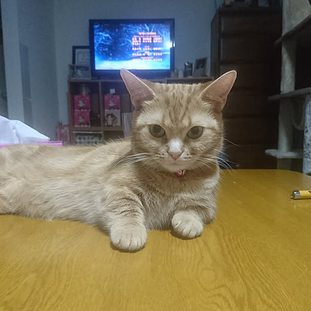 shinobuさんの実例写真