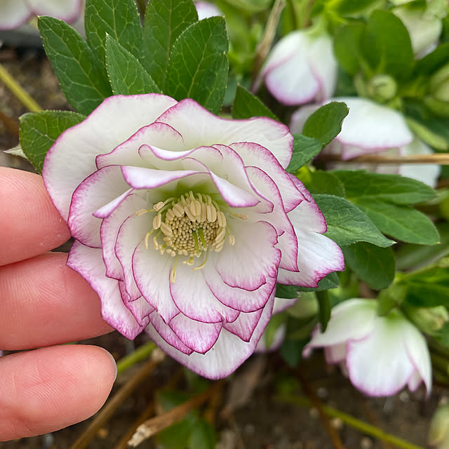 uraraさんの実例写真