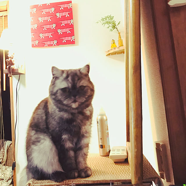 Marinさんの実例写真