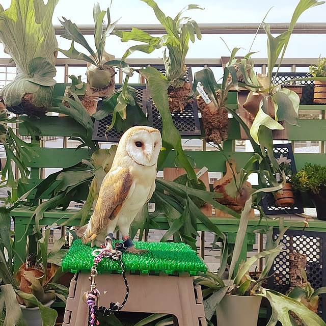 mikiさんの実例写真