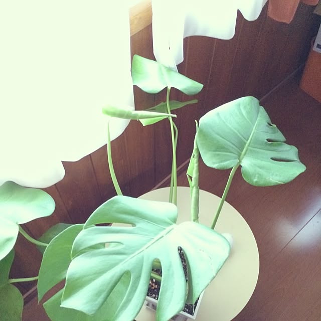 nemanema0103さんの実例写真
