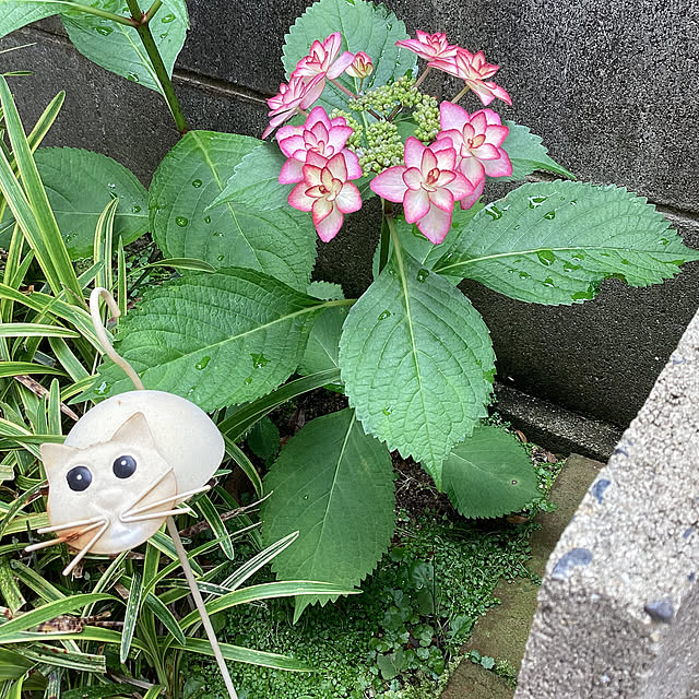 richanさんの実例写真