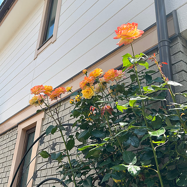 botanさんの部屋