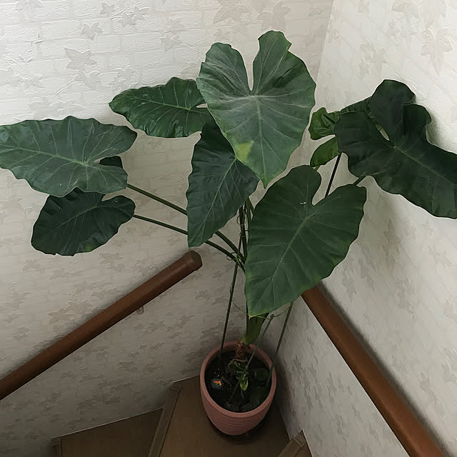 Takabooさんの実例写真