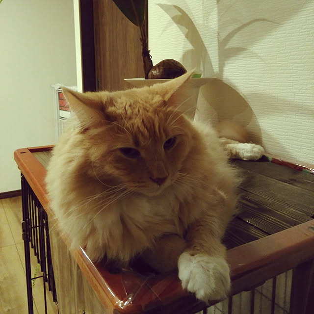 koto.ohanaさんの実例写真