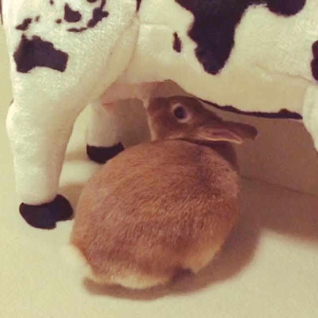 switchさんの実例写真