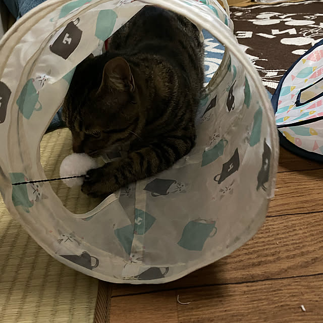 猫と暮らす/部屋全体のインテリア実例 - 2022-02-16 22:32:36