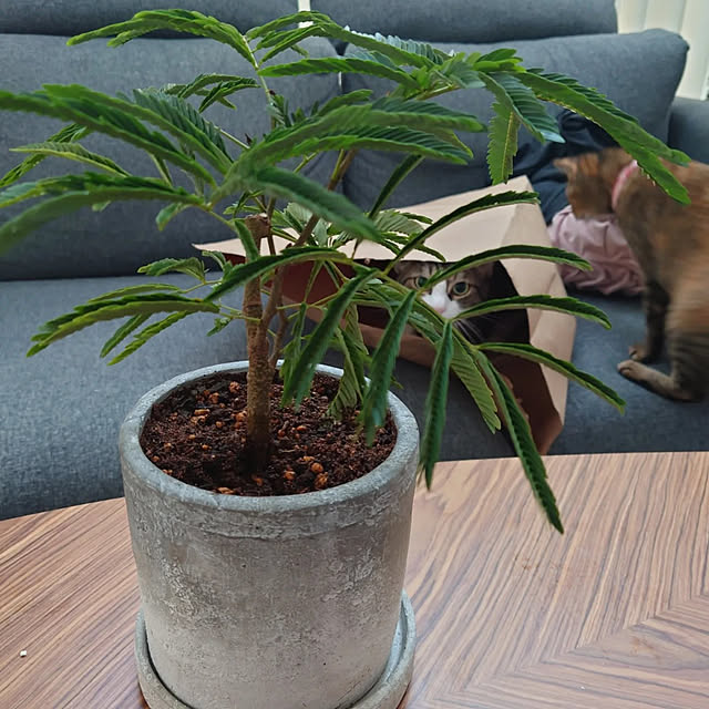 mochicoさんの実例写真