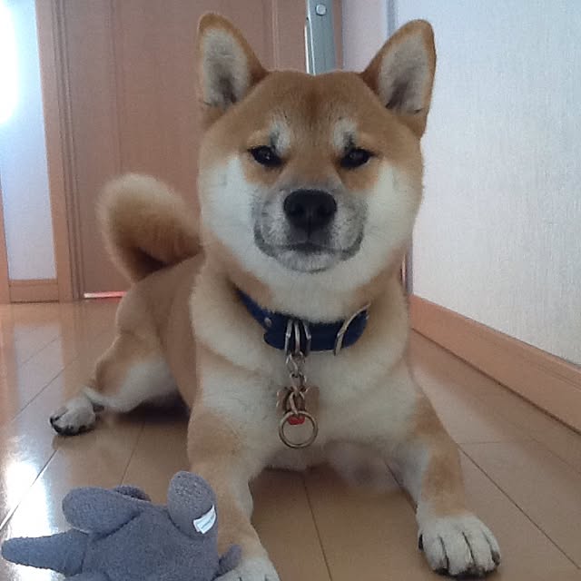 kotaさんの実例写真