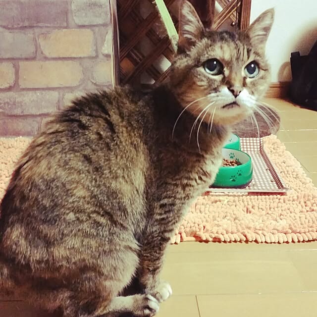 部屋全体のインテリア実例 - 2015-04-18 23:11:59