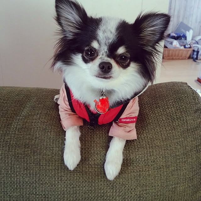 potatoさんの実例写真