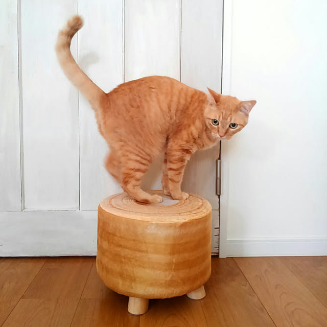 mayutan.さんの実例写真