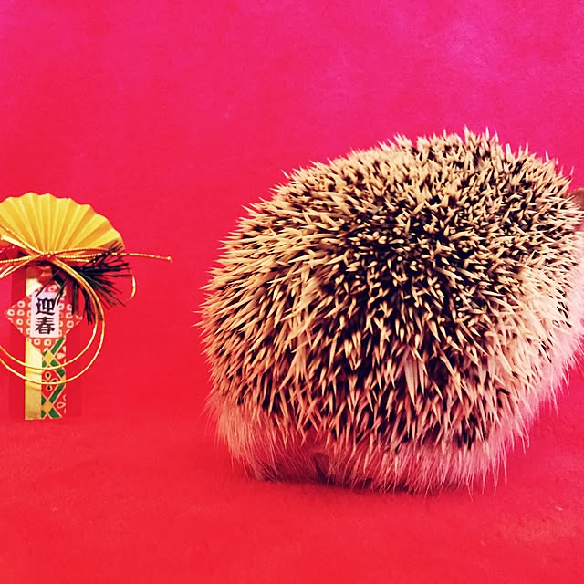 mamechanさんの実例写真