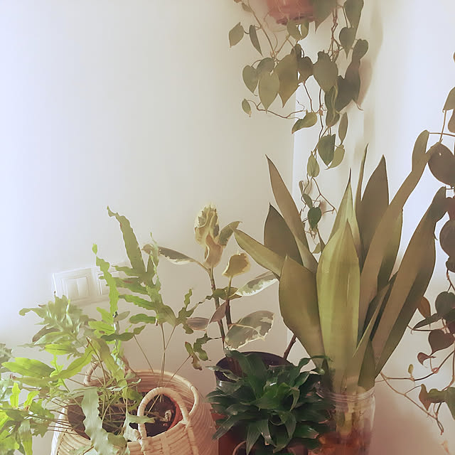 Josy10のINTERIOR PLANTS-INTERIOR PLANTS陶器LLシリーズ/サンスベリア (株)インタープラネットの家具・インテリア写真