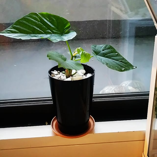 Shihoさんの実例写真