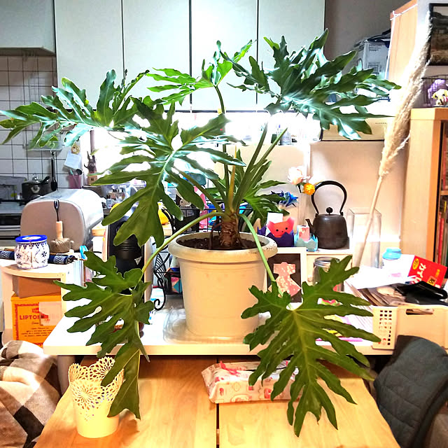 chiikokunさんの実例写真