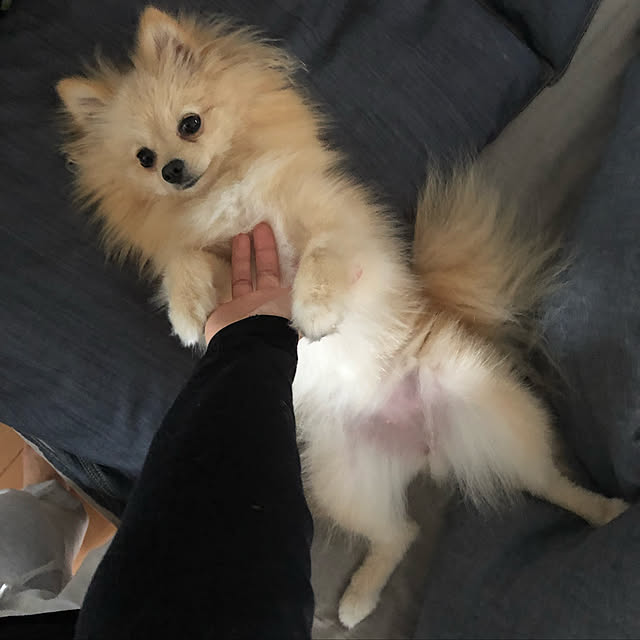 実例写真