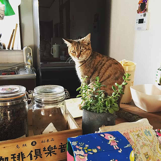 Tomomiさんの実例写真