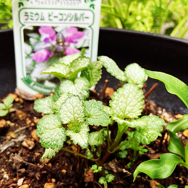 riseruさんの部屋