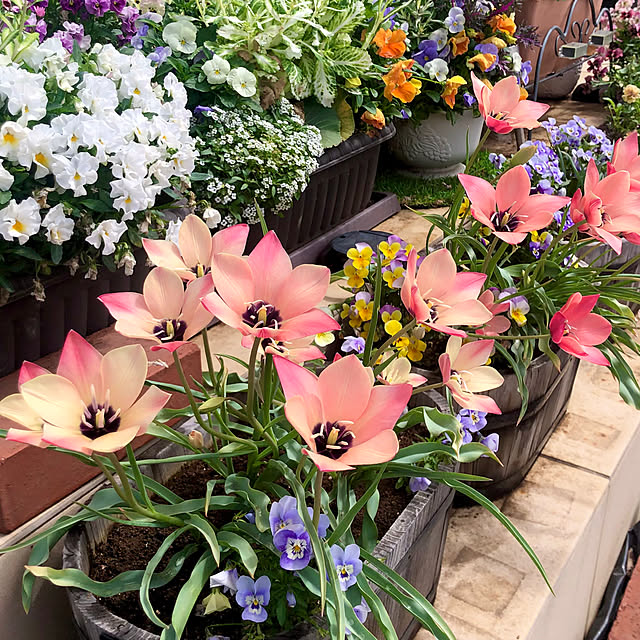 tomoさんの実例写真