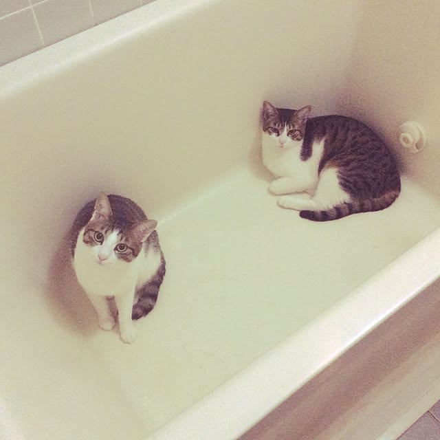 makiさんの実例写真