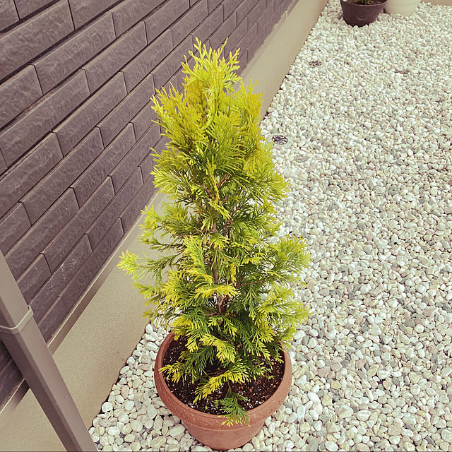 doraさんの実例写真