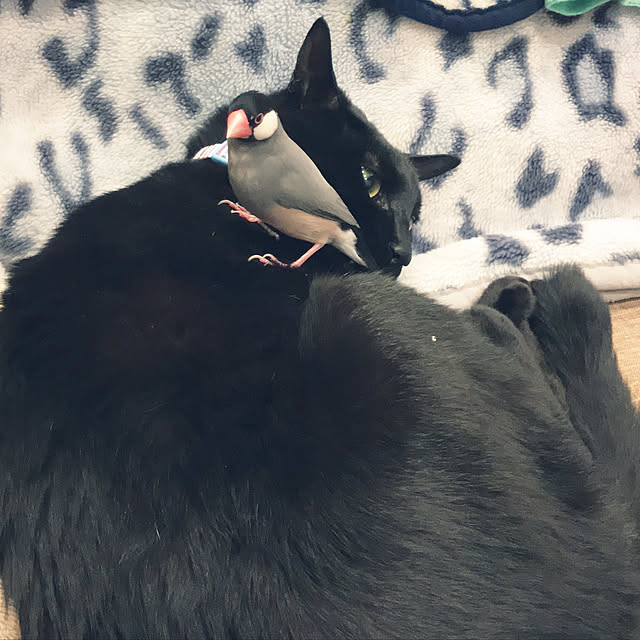 utasさんの実例写真