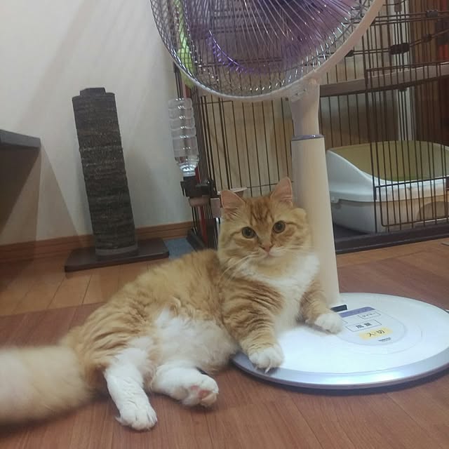lukeさんの実例写真