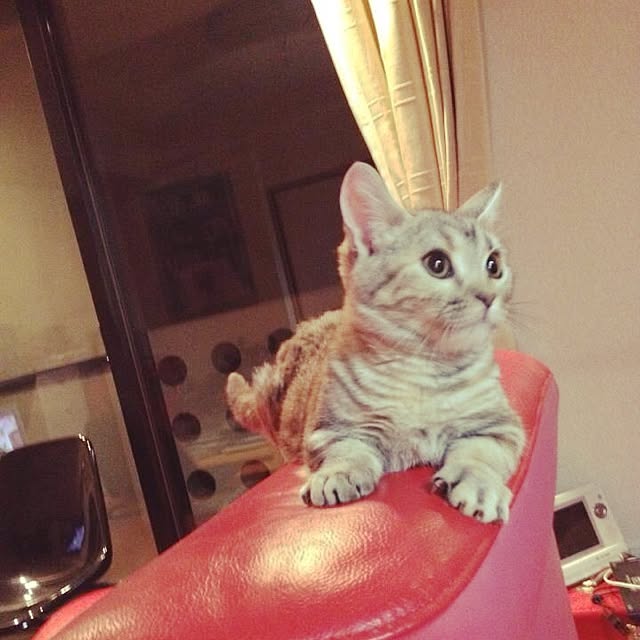 shujiさんの実例写真