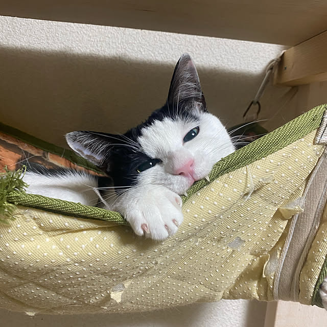 SHIHOさんの実例写真