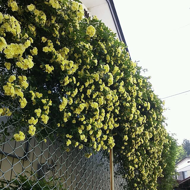 fumitskさんの実例写真