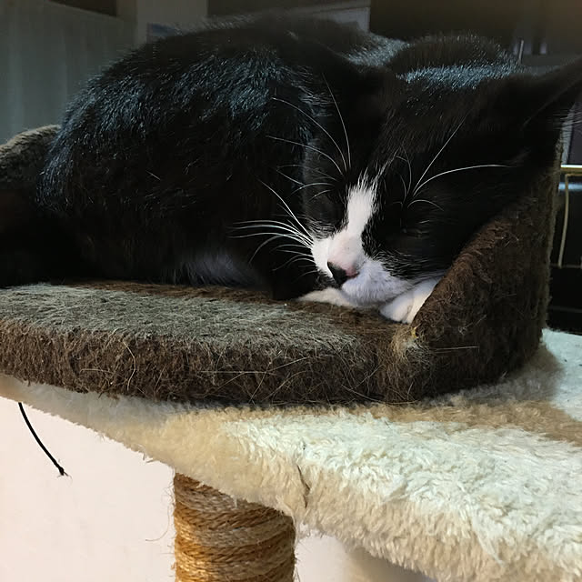 nekoさんの実例写真