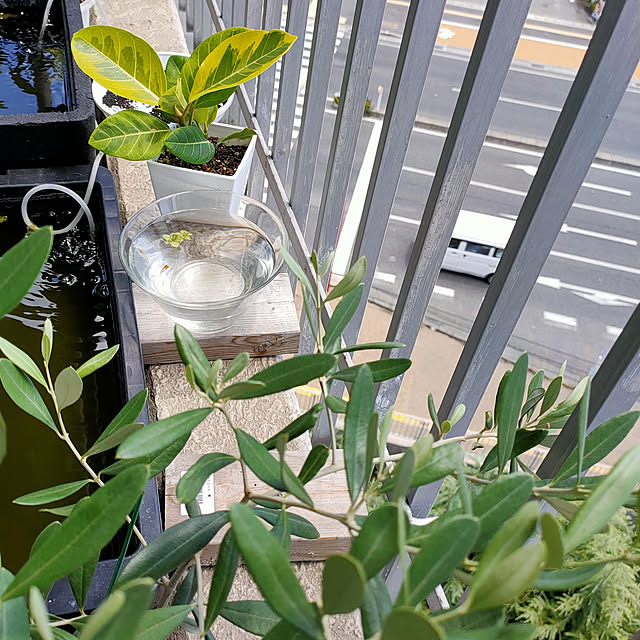 iwachaさんの実例写真