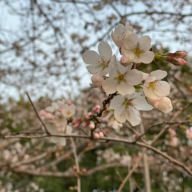 adamoさんの実例写真