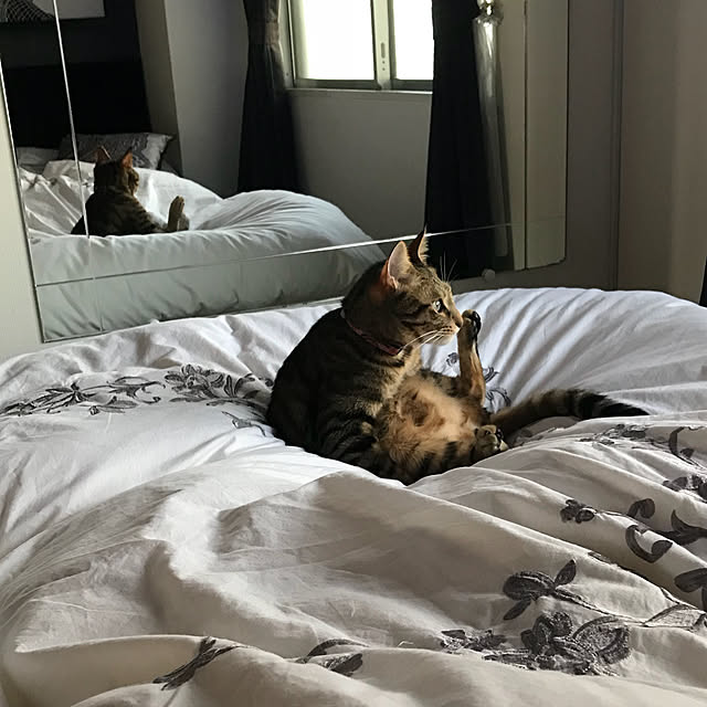 momoさんの実例写真