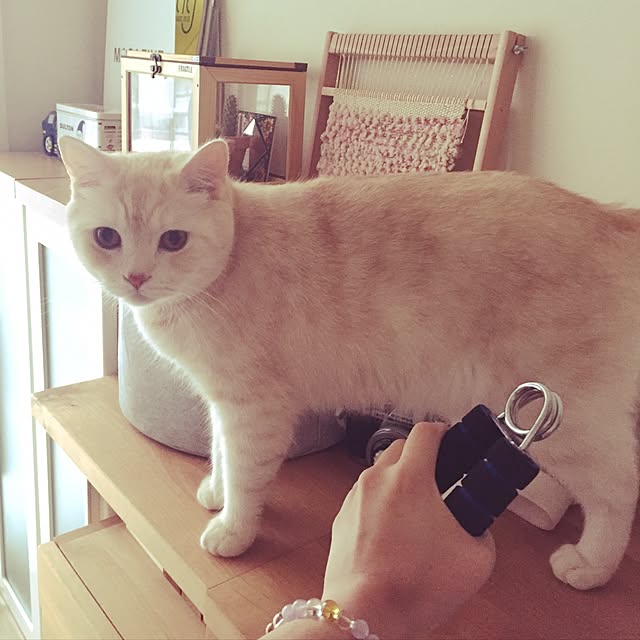 y.k.0123さんの実例写真