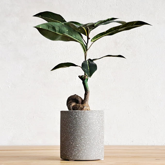 daily-order-mailさんの実例写真