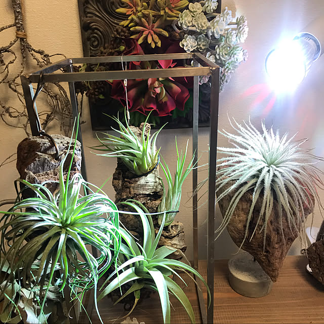 kohakuさんの実例写真