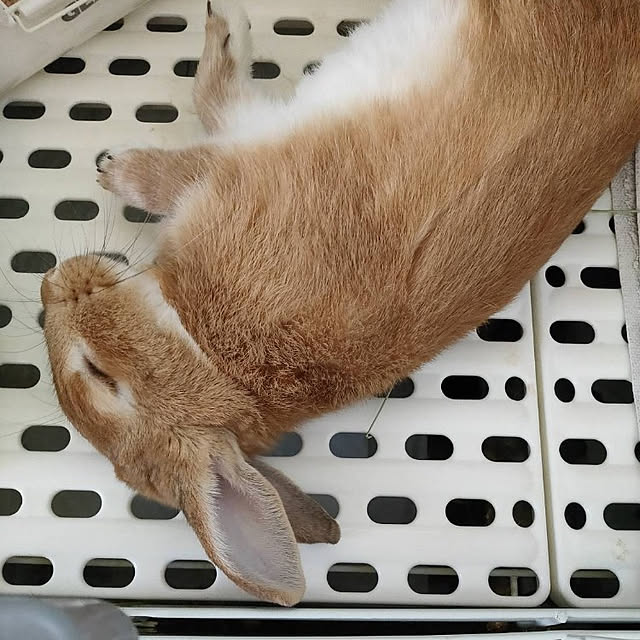 hosooooiさんの実例写真