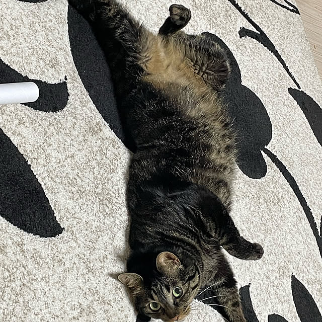 momocchiさんの実例写真
