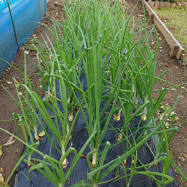 KOMARIN358さんの部屋