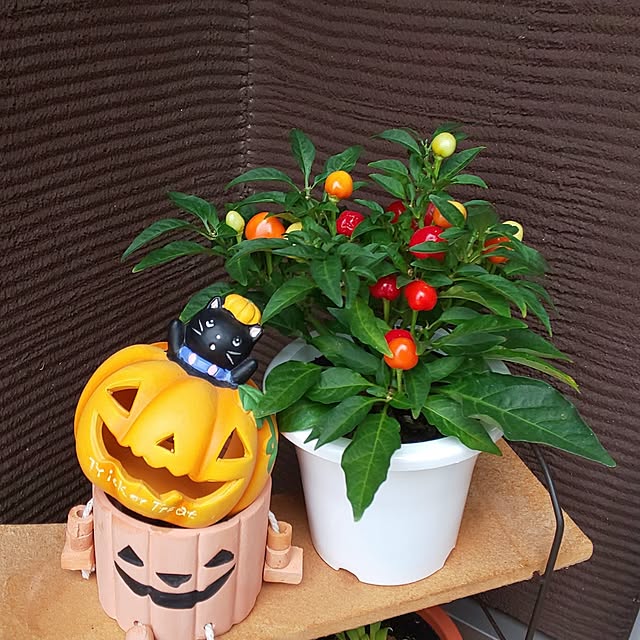 KOHAKUさんの実例写真