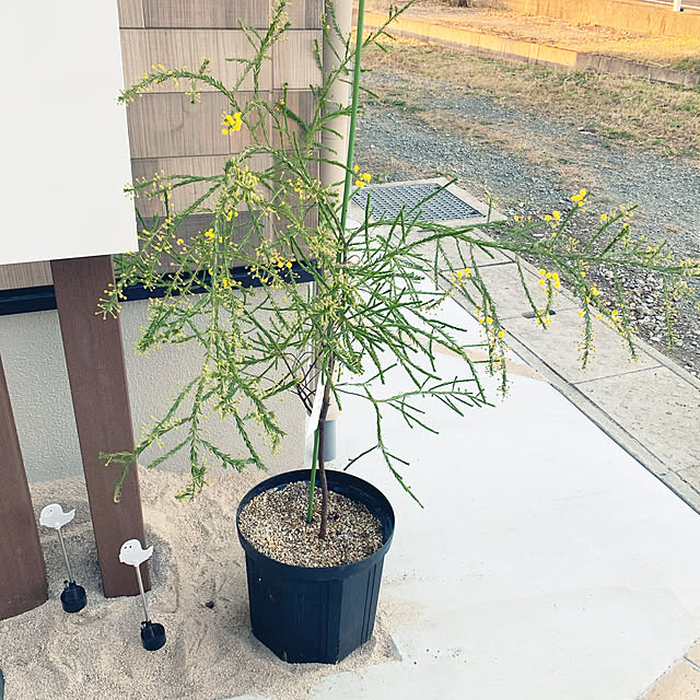 miniさんの実例写真
