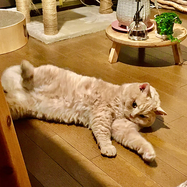 naokoさんの実例写真