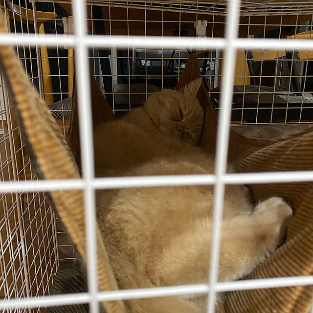sznoieさんの部屋