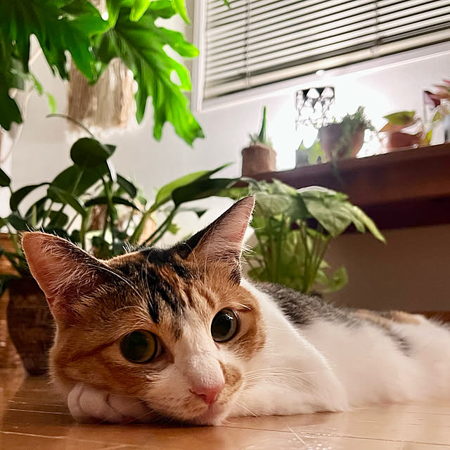 ochoriさんの実例写真