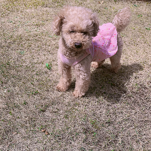 Momoさんの部屋